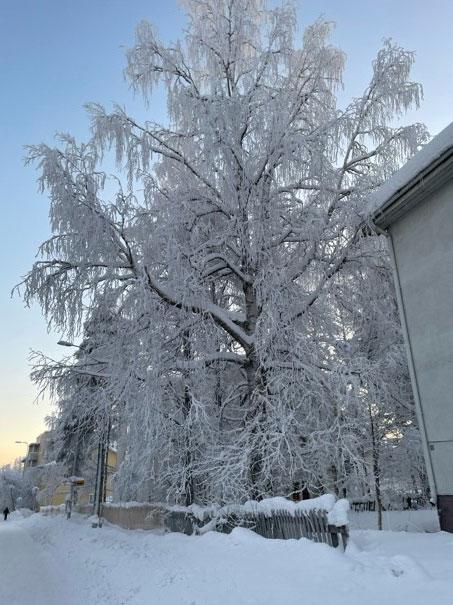 多分凍っている木