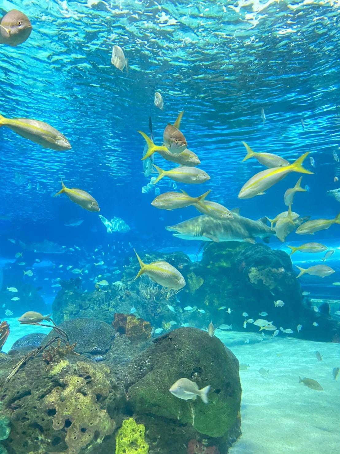 水族館の写真