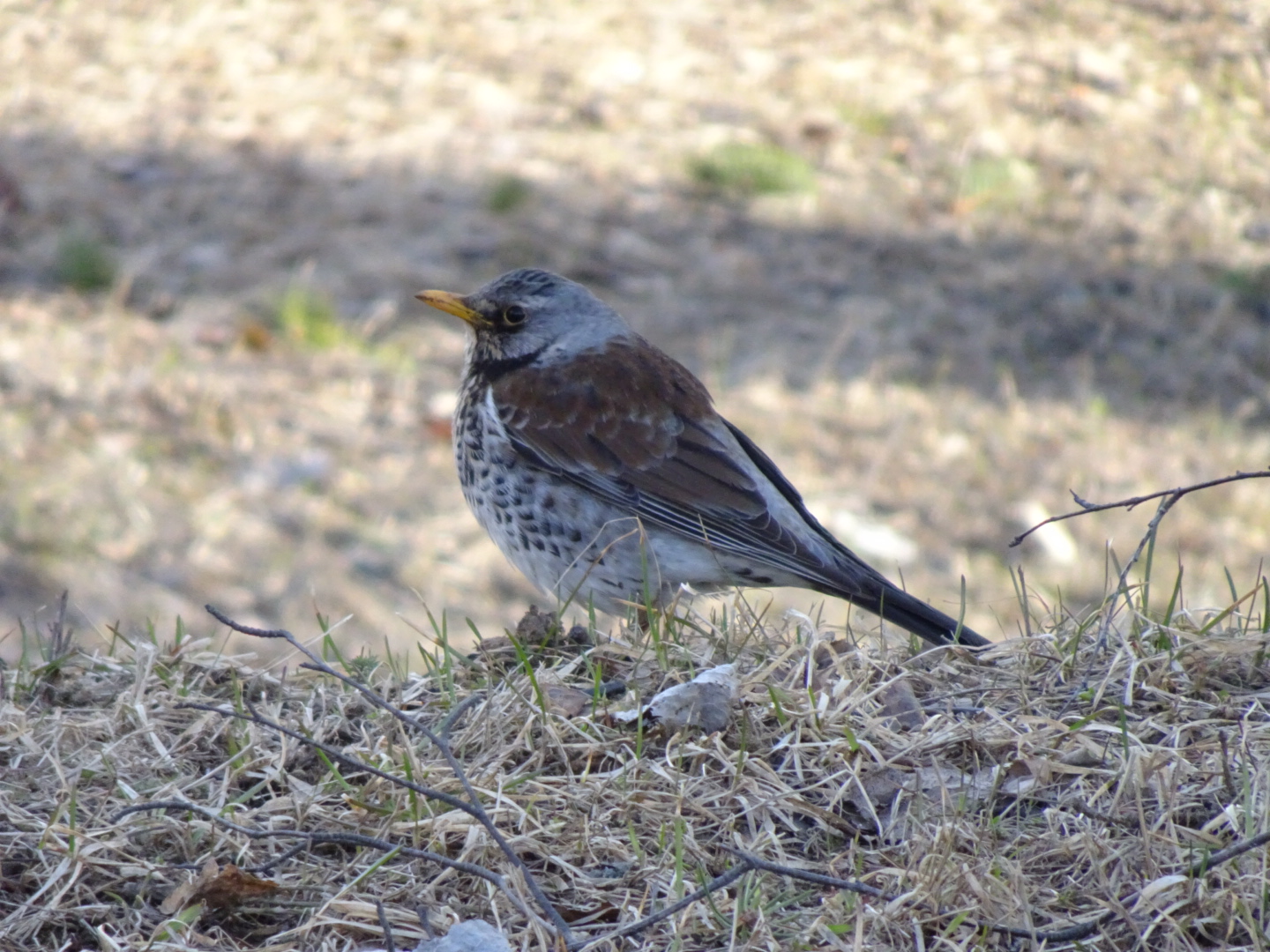 Turdus pilarisと呼ばれる鳥