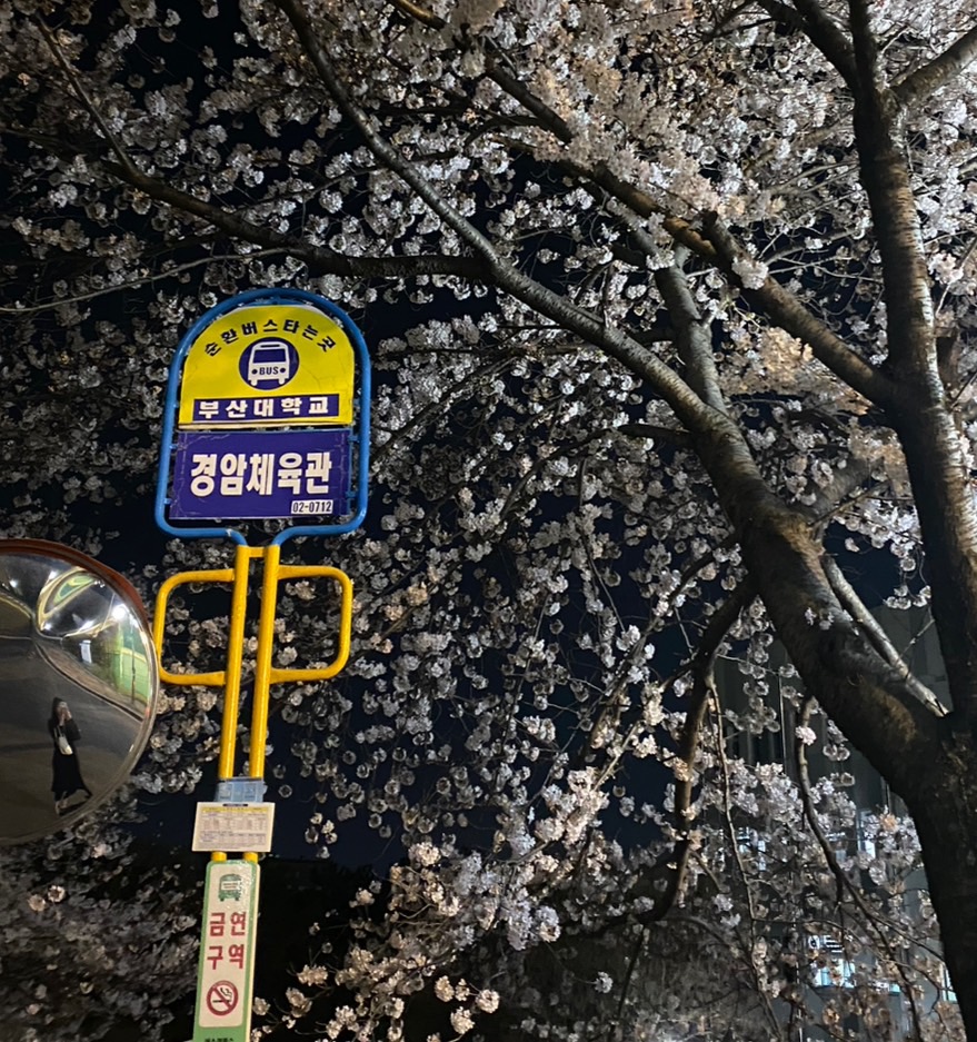 大学内の桜