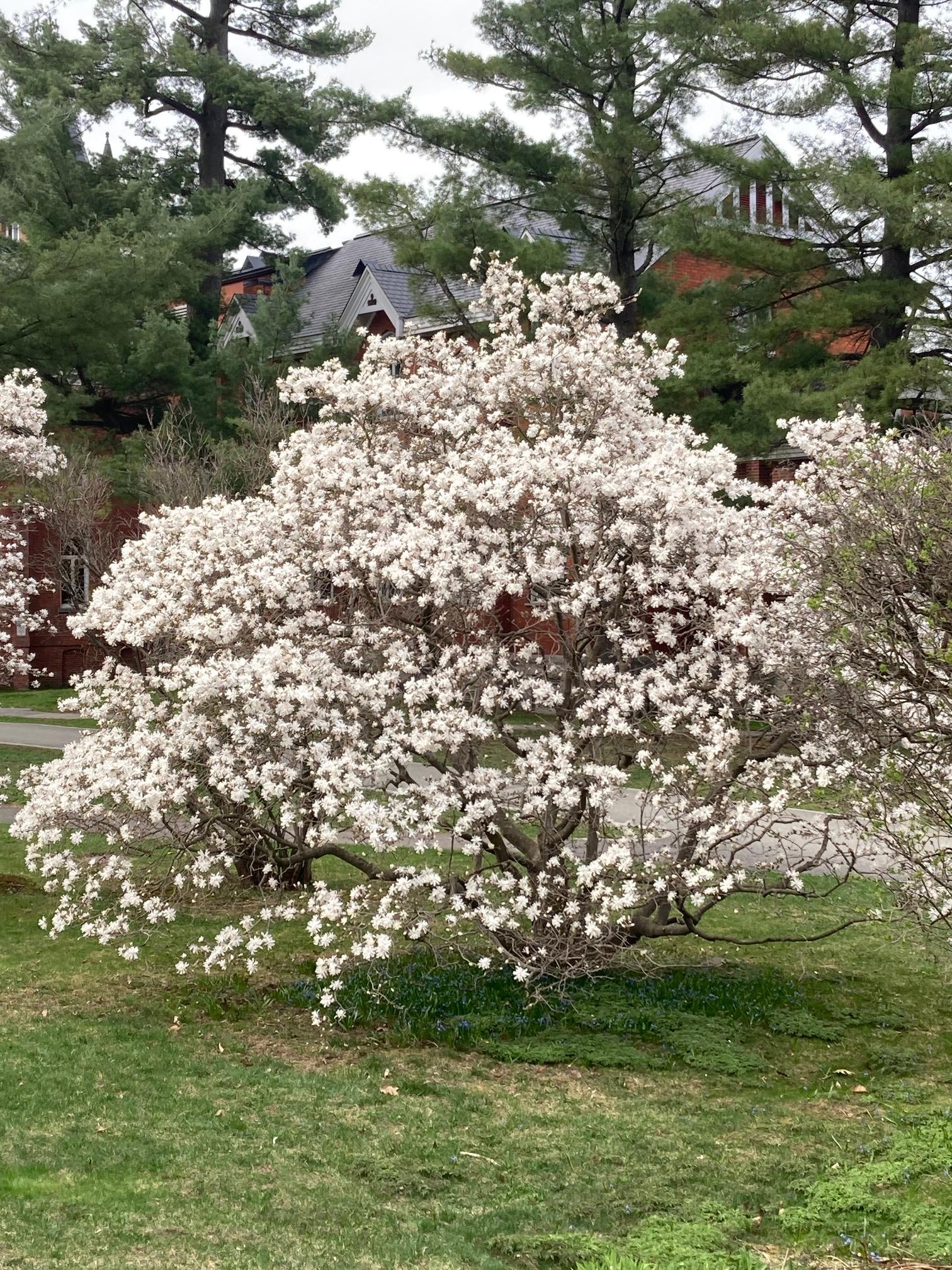 花の写真