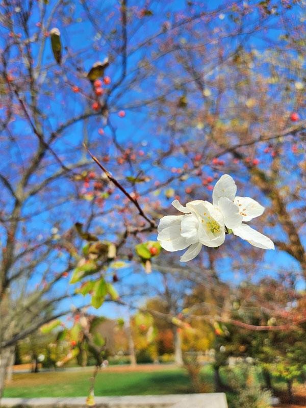 センター大学で見かけた花