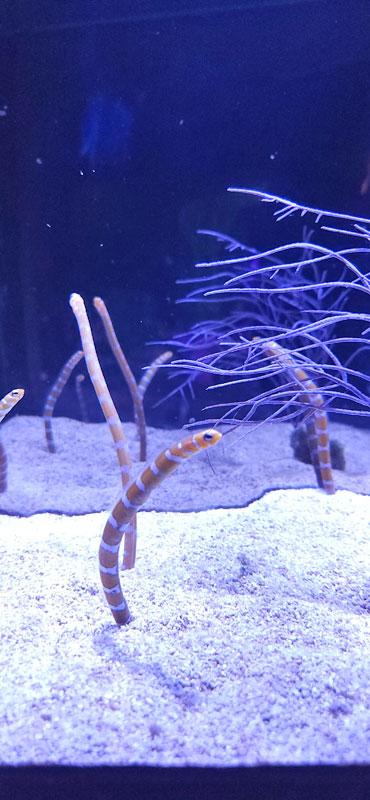 Cincinnatiの水族館にいたチンアナゴ