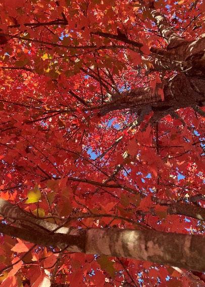 Millenium Parkの紅葉の写真