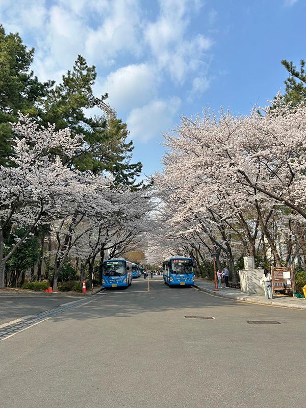 釜山大で桜がきれいに見れるスポット1