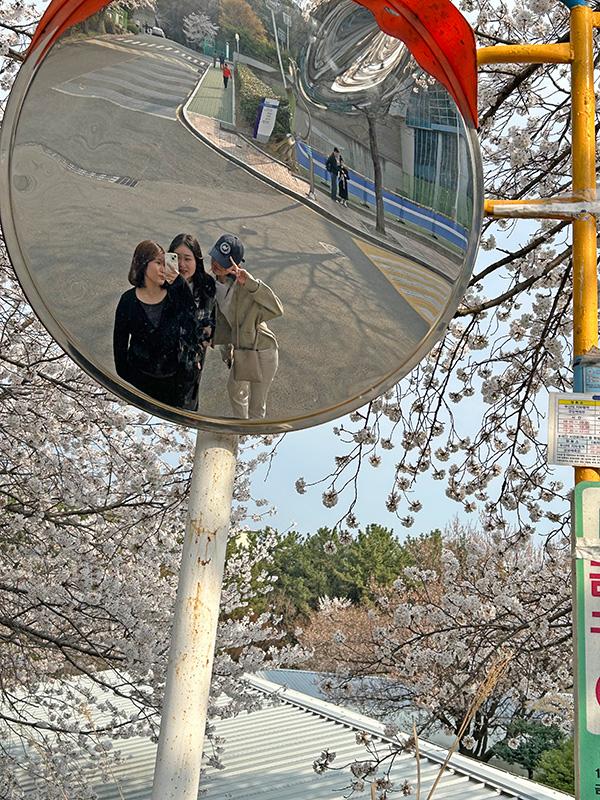 釜山大で桜がきれいに見れるスポット2