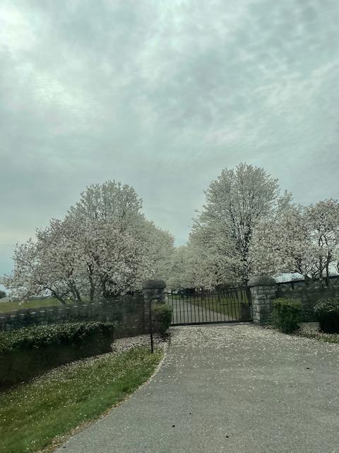 あちこちに咲き始めた白い花