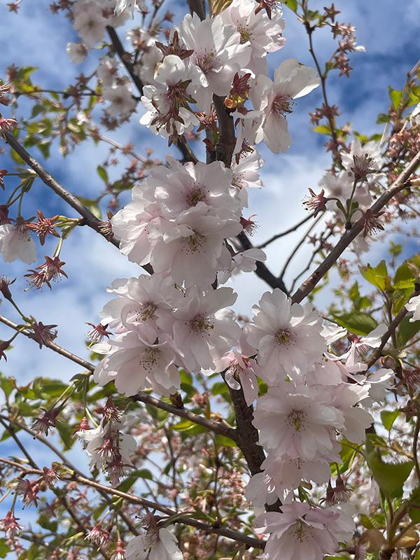 ヘルシンキの「桜公園」の桜
