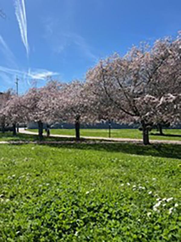 パンプローナ市にある山口公園の桜