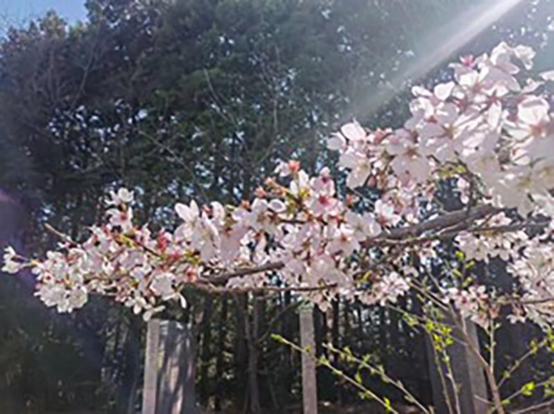 文化を越えた成長の旅1