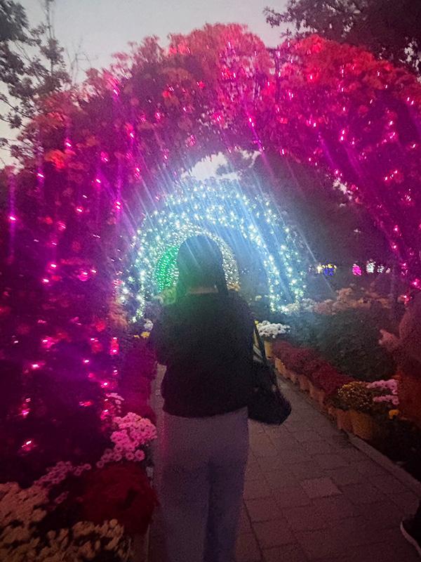 イルミネーション